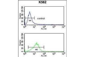 NCF4 Antibody (C-term) (ABIN391905 and ABIN2841721) flow cytometry analysis of K562 cells (bottom histogram) compared to a negative control cell (top histogram). (NCF4 anticorps  (C-Term))
