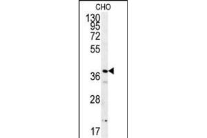 PRNIP Antibody (C-term) (ABIN651984 and ABIN2840482) western blot analysis in CHO cell line lysates (15 μg/lane).