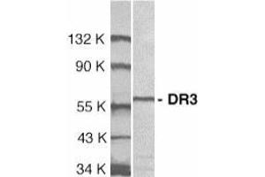 Western blot analysis of DR3 in Jurkat total cell lysate with AP30297PU-N DR3 antibody at 1/1000 dilution. (DR3/LARD anticorps  (Extracellular Domain))