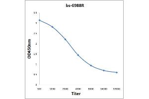 anti-Ribulose-1,5-Bisphosphate Carboxylase/oxygenase (RuBisCO) antibody