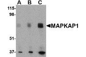 Western Blotting (WB) image for anti-Mitogen-Activated Protein Kinase Associated Protein 1 (MAPKAP1) (N-Term) antibody (ABIN1031450) (MAPKAP1 anticorps  (N-Term))