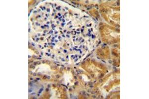 Immunohistochemistry analysis in formalin fixed and paraffin embedded human kidney tissue reacted with PEAR1 Antibody (C-term) followed which was peroxidase conjugated to the secondary antibody and followed by  DAB staining. (PEAR1 anticorps  (C-Term))