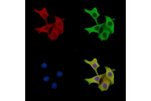 ABIN7096733 and ABIN7100798 staining HepG2 cells by IF/ICC. (TRABD anticorps)