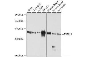 Western blot analysis of extracts of various cell lines using INPPL1 Polyclonal Antibody at dilution of 1:1000. (INPPL1 anticorps)