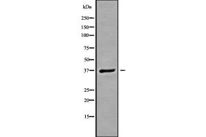 Western blot analysis GNB3 using A549 whole cell lysates