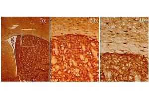 IHC-Fr Image MSI1 antibody [N3C3] detects MSI1 protein on adult mouse brain by immunohistochemical analysis.