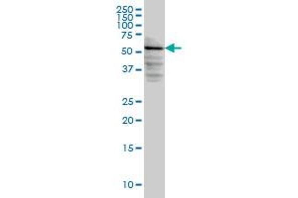 DGKE anticorps  (AA 141-240)