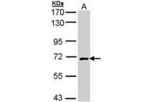 Image no. 1 for anti-Collapsin Response Mediator Protein 1 (CRMP1) (AA 148-389) antibody (ABIN467531) (CRMP1 anticorps  (AA 148-389))
