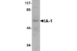 Western blot analysis of IA-1 in rat thymus tissue lysate with IA-1 antibody at 1 µg/mL.
