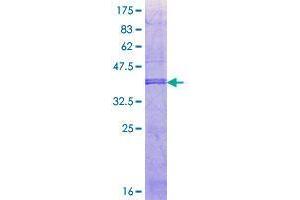 Image no. 1 for Fc Receptor, IgA, IgM, High Affinity (FCAMR) (AA 63-170) protein (GST tag) (ABIN1353884)