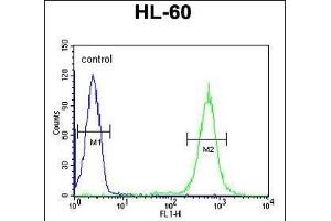 PDXD1 Antibody (C-term) (ABIN651141 and ABIN2840095) flow cytometric analysis of HL-60 cells (right histogram) compared to a negative control cell (left histogram). (PDXDC1 anticorps  (C-Term))