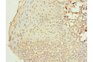 Immunohistochemistry of paraffin-embedded human tonsil tissue using ABIN7167298 at dilution of 1:100 (RAB33A anticorps  (AA 1-237))