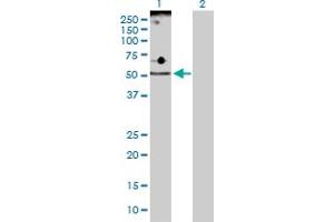 Western Blot analysis of ADPGK expression in transfected 293T cell line by ADPGK MaxPab polyclonal antibody. (ADPGK anticorps  (AA 1-497))