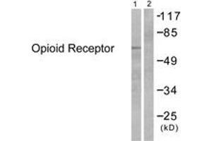 Western blot analysis of extracts from 293 cells, treated with EGF 200ng/ml 30', using Opioid Receptor (Ab-375) Antibody. (Opioid Receptor (AA 341-390) anticorps)