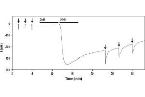 MitTx Toxin (α and β subunits, at a stoichiometry of 1:1) activates ASIC1a channels heterologously expressed in Xenopus oocytes. (MitTx Toxin Protéine)