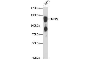 Western blot analysis of extracts of A-431 cells, using M antibody (ABIN1680762, ABIN3018753, ABIN3018754 and ABIN6220567) at 1:3000 dilution. (MAP7 anticorps  (AA 490-749))