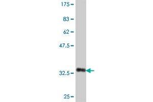 Western Blot detection against Immunogen (35.