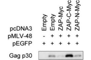 Culture supernatants subjected to immunoprecipitation coupled to immunoblotting to detect MLV-Gag p30 capside protein using ABIN457547 (See PMID23836649 for details) (MLV p30 anticorps)