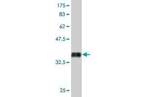Western Blot detection against Immunogen (36. (RUNX2 anticorps  (AA 251-350))