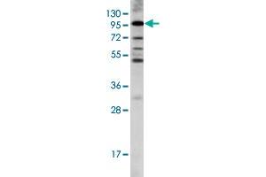 Western blot analysis of LGR5 polyclonal antibody  in K-562 cell line lysates (35 ug/lane). (LGR5 anticorps  (AA 451-480))