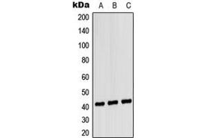 Western blot analysis of CD181 expression in HEK293T (A), NIH3T3 (B), H9C2 (C) whole cell lysates. (CXCR1 anticorps  (Center))