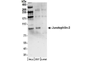 Western Blotting (WB) image for anti-Junctophilin 2 (JPH2) (AA 625-675) antibody (ABIN7450382)