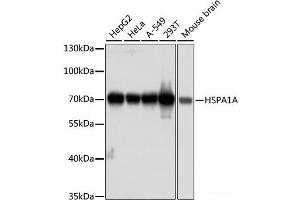 Western blot analysis of extracts of various cell lines using HSPA1A Monoclonal Antibody at dilution of 1:1000. (HSP70 1A anticorps)