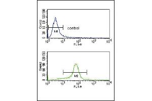 CACNA2D1 Antibody (N-term) (ABIN652644 and ABIN2842433) flow cytometry analysis of K562 cells (bottom histogram) compared to a negative control cell (top histogram). (CACNA2D1 anticorps  (N-Term))