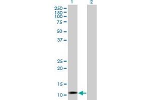 Western Blot analysis of LOC541473 expression in transfected 293T cell line by LOC541473 MaxPab polyclonal antibody. (LOC541473 anticorps  (AA 1-131))