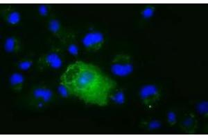 Anti-XPNPEP1 mouse monoclonal antibody (ABIN2453792) immunofluorescent staining of COS7 cells transiently transfected by pCMV6-ENTRY XPNPEP1 (RC203535). (XPNPEP1 anticorps)