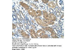 Rabbit Anti-SLC1A5 Antibody  Paraffin Embedded Tissue: Human Kidney Cellular Data: Epithelial cells of renal tubule Antibody Concentration: 4. (SLC1A5 anticorps  (Middle Region))