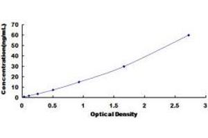 Tenascin C (TNC) ELISA Kit