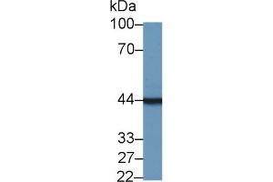 Western Blot; Sample: Mouse Pancreas lysate; Primary Ab: 1µg/ml Rabbit Anti-Mouse TMOD3 Antibody Second Ab: 0. (TMOD3 anticorps  (AA 1-352))