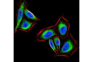 Immunofluorescence analysis of Hela cells using PTPN1 mouse mAb (green).