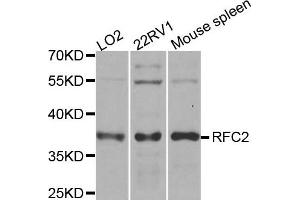 Western blot analysis of extracts of various cell lines, using RFC2 antibody. (RFC2 anticorps)