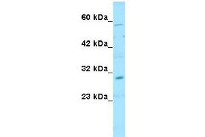 WB Suggested Anti-SNAI1 Antibody Titration: 1ug/mlPositive Control: 721_B cell lysate (SNAIL anticorps  (N-Term))