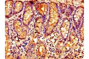 Immunohistochemistry of paraffin-embedded human small intestine tissue using ABIN7162387 at dilution of 1:100