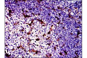 Immunohistochemistry (IHC) image for anti-BPI Fold Containing Family B, Member 1 (BPIFB1) antibody (ABIN1845781) (BPIFB1 anticorps)