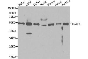 Western blot analysis of extracts of various cell lines, using TRAF2 antibody. (TRAF2 anticorps  (AA 1-300))