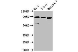 Western Blot Positive WB detected in: Raji whole cell lysate, THP-1 whole cell lysate, RAW264.