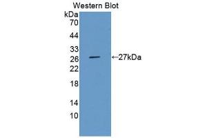 Western Blotting (WB) image for anti-Elastase 3B, Pancreatic (ELA3B) (AA 28-267) antibody (ABIN1176254)