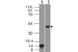 Image no. 1 for anti-Arginase, Liver (ARG1) (AA 11-230) antibody (ABIN5027040) (Liver Arginase anticorps  (AA 11-230))