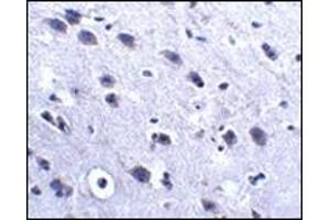 Immunohistochemistry of LRFN2 in mouse brain tissue with this product at 2. (LRFN2 anticorps  (C-Term))