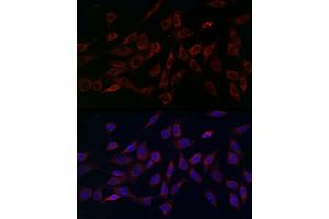 Immunofluorescence analysis of NIH/3T3 cells using MCU Rabbit pAb (ABIN7268549) at dilution of 1:200 (40x lens). (MCU anticorps  (AA 1-351))