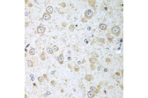 Immunohistochemistry of paraffin-embedded mouse brain using TRH antibody at dilution of 1:100 (40x lens). (TRH anticorps)