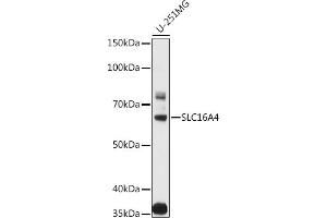 Western blot analysis of extracts of various cell lines, using SLC16 antibody (ABIN3023453, ABIN3023454, ABIN3023455, ABIN1682735 and ABIN6219989) at 1:1000 dilution. (SLC16A4 anticorps  (AA 250-350))