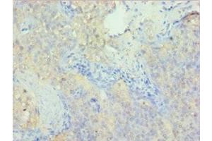 Immunohistochemistry of paraffin-embedded human tonsil tissue using ABIN7162721 at dilution of 1:100
