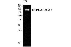 Western Blotting (WB) image for anti-Integrin beta 1 (ITGB1) (Ser621) antibody (ABIN6284962)