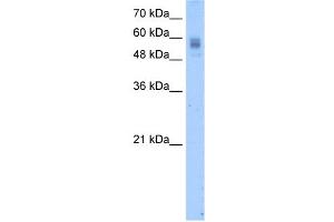 WB Suggested Anti-PROC Antibody Titration:  2. (PROC anticorps  (N-Term))