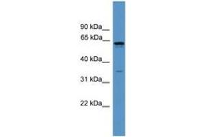 Image no. 1 for anti-Olfactory Receptor, Family 2, Subfamily C, Member 1 (OR2C1) (C-Term) antibody (ABIN6746650) (OR2C1 anticorps  (C-Term))